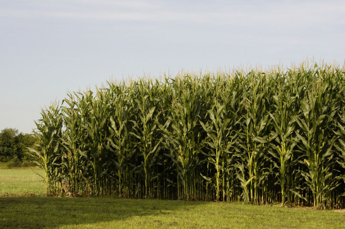 Mais im Feld: Züchter müssen im Feld die Pflanzen selektieren, die die gewünschten Merkmale haben.