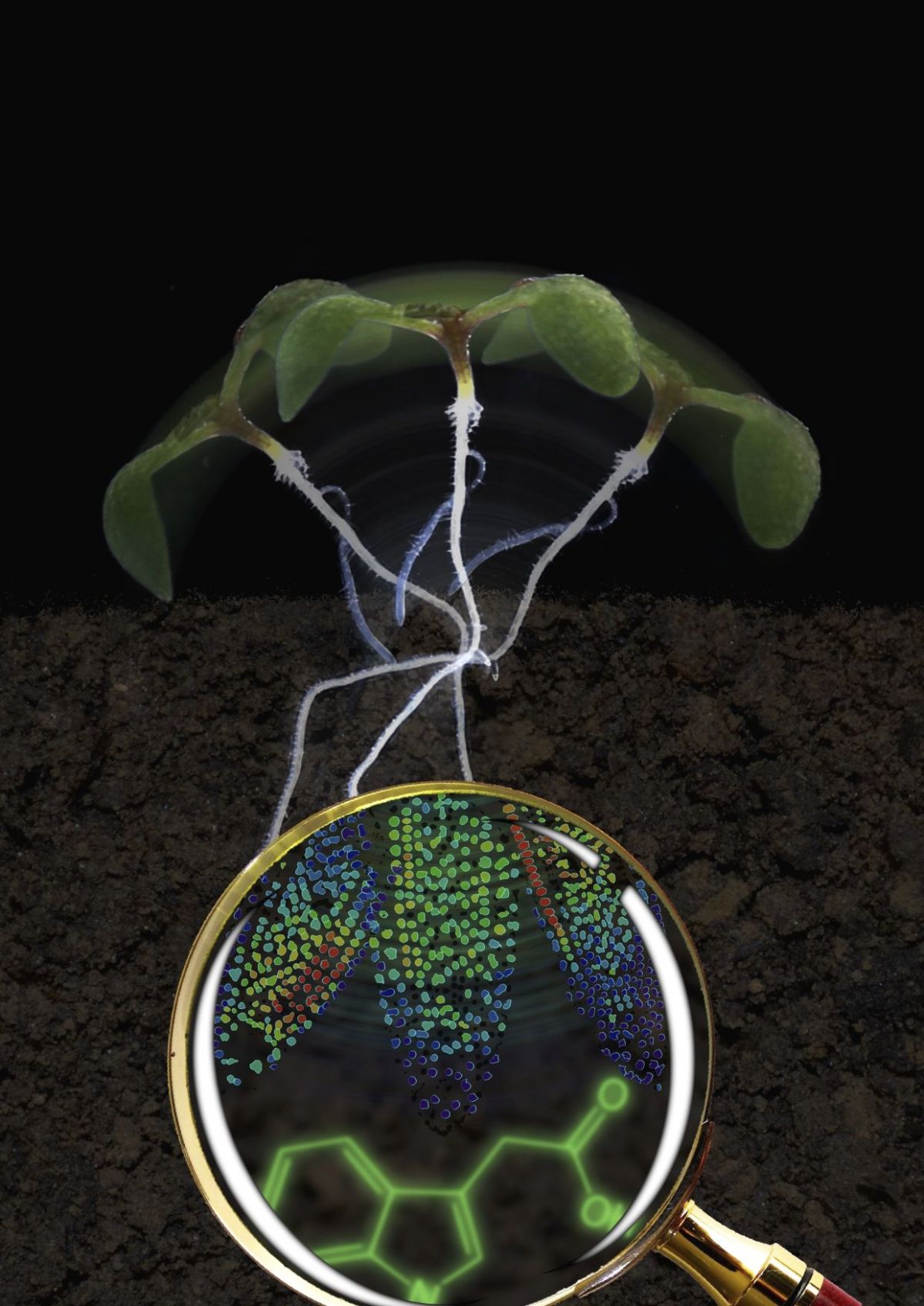 Keimling der Modellpflanze Arabidopsis thaliana. Die Lupe vergrößert die Wurzelspitze: Die Farben verdeutlichen die Auxin-Menge: zunehmend von Blau über Grün und Gelb bis Rot. Das meiste Auxin befindet sich dort, wo die Neigung am größten ist.
