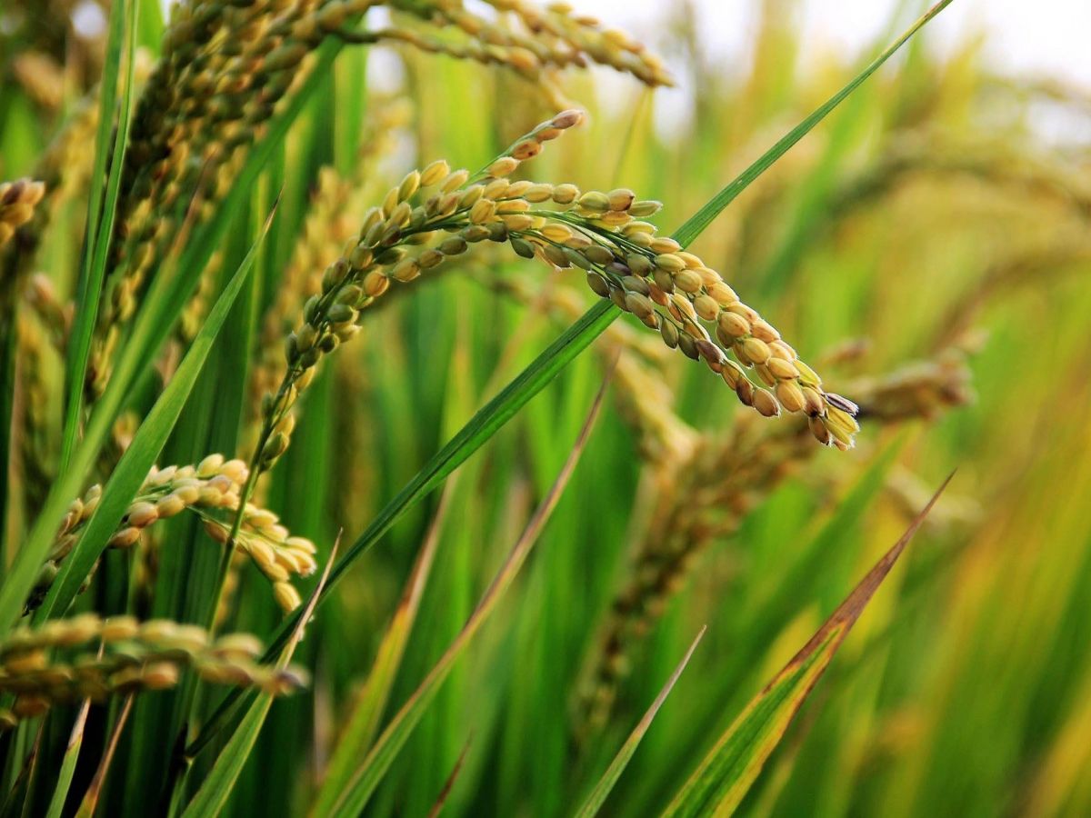 Phosphor spielt eine wichtige Rolle für das Pflanzenwachstum. Könnten Reispflanzen Phosphor effizienter aus dem Boden aufnehmen, würden auch die Erträge im Trockenreisanbau steigen. (Bildquelle: © zcf428526 / Pixabay)