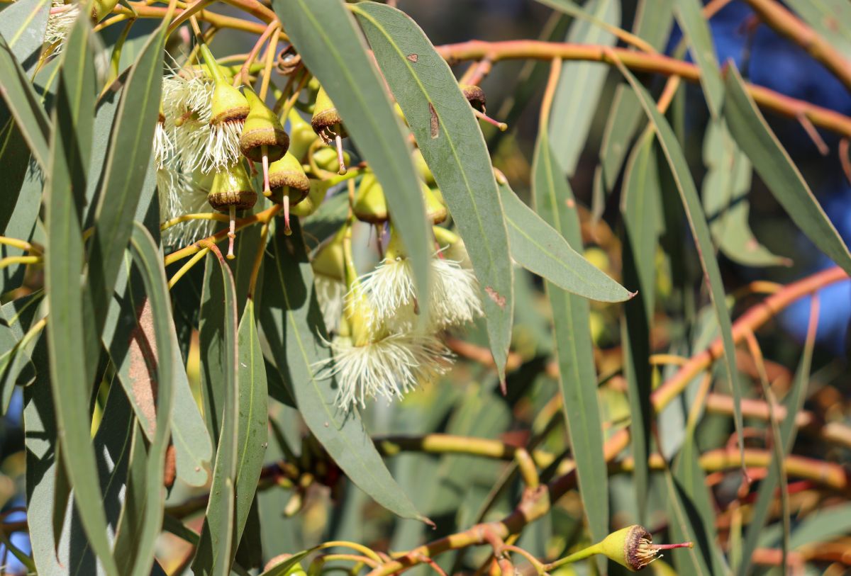 Und so blüht Eukalyptus
