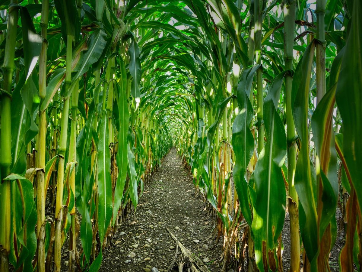 Mais ist eine der wichtigsten Nahrungspflanzen der Welt und wird immer wieder von Schädlingen heimgesucht. In zahlreichen Ländern setzen Landwirte daher auf gentechnisch veränderte Sorten. (Bildquelle: © Albrecht Fietz / Pixabay)