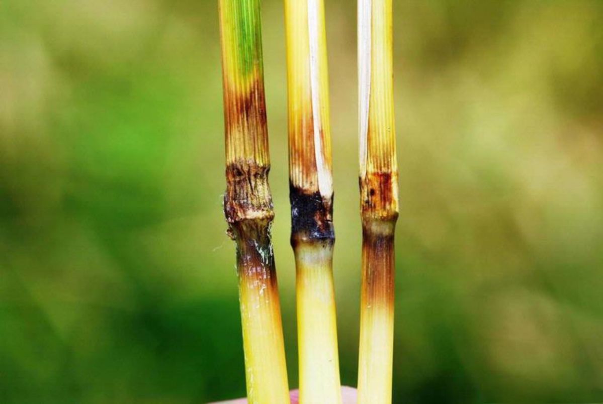 Reispflanzen mit typischen Läsionen, die der Reisbrand auslöst. (Bildquelle: © Donald Groth / USDA Forest Service / Public Domain)