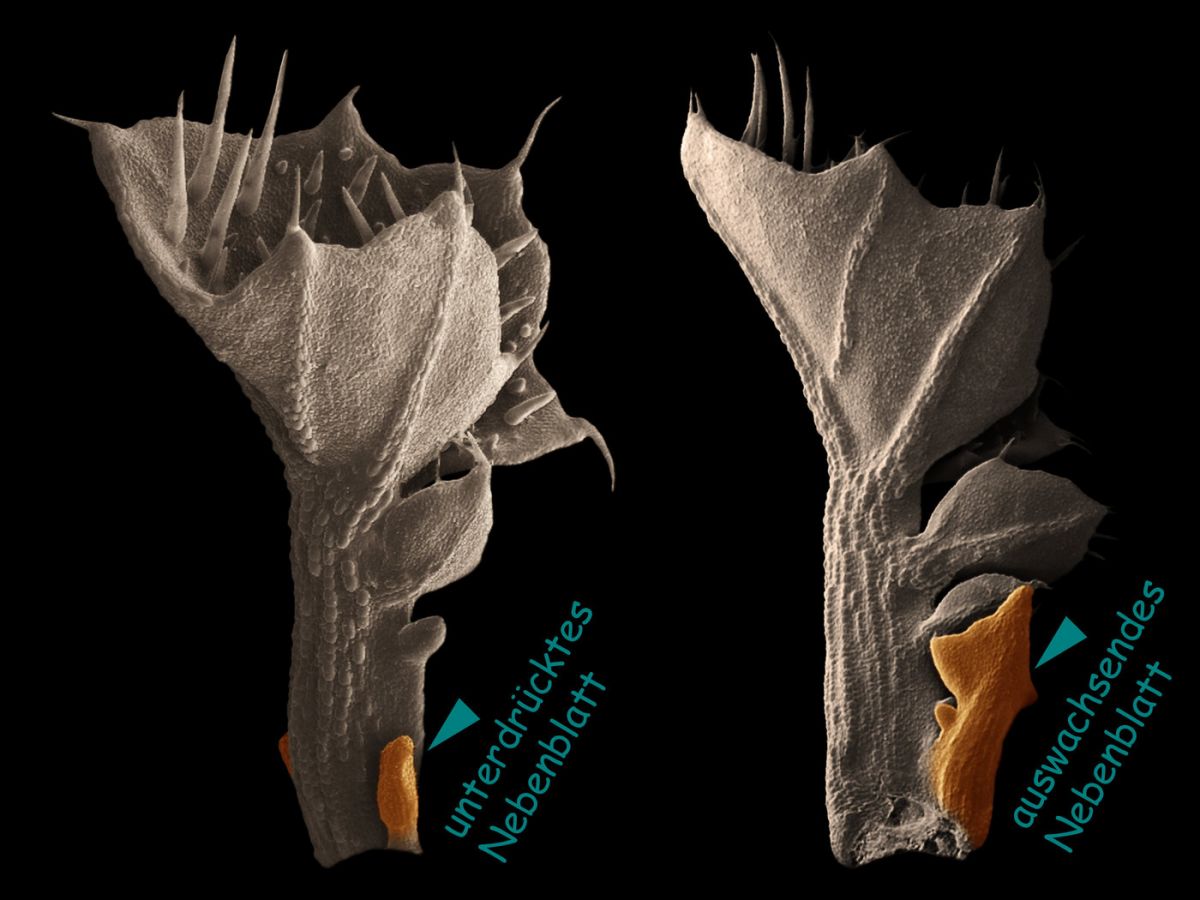 Rasterelektronenmikroskopische Aufnahme eines jungen Blattes einer unveränderten (links) und einer mutierten Variante des Gartenschaumkrauts (rechts).