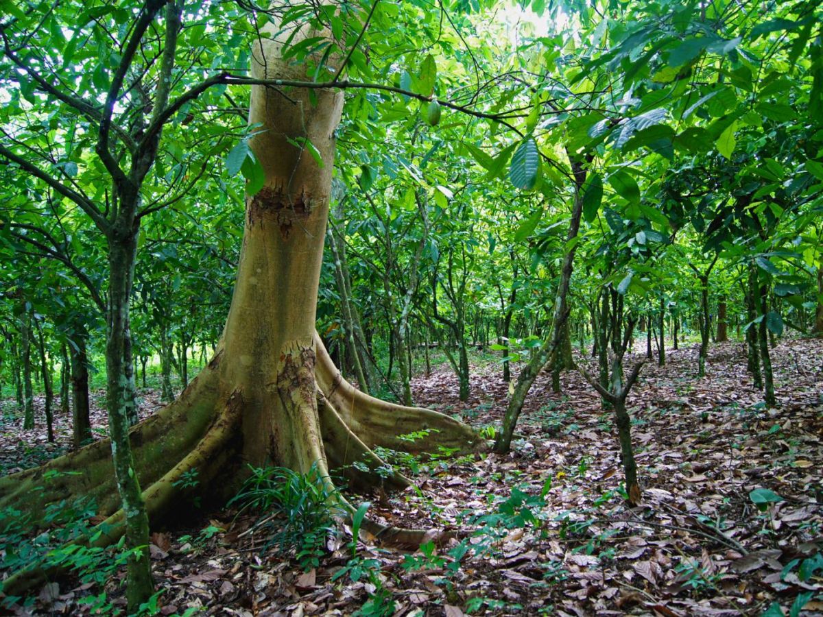 Kakaoplantage in Ghana: Forscher und Kleinbauern haben auf Kakaoplantagen den optimalen Verschattungsgrad gesucht und gefunden. (Bildquelle: © Wilma Blaser/ETH Zurich) 