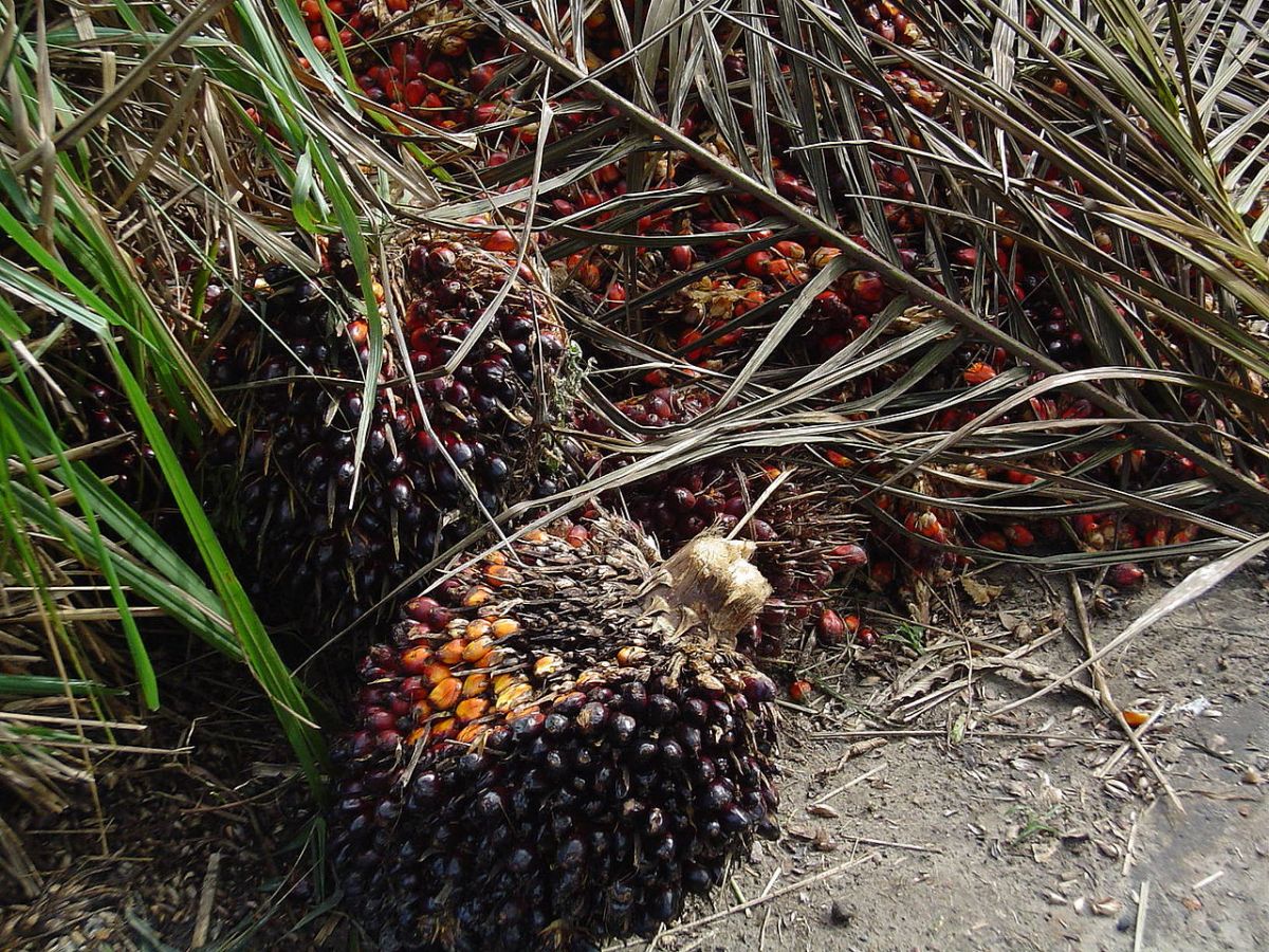 Palmöl wird aus dem Fleisch der Früchte der Ölpalme (Elaeis guineensis) gewonnen. Palmkernöl hingegen wird aus deren Kernen (Samen) hergestellt.