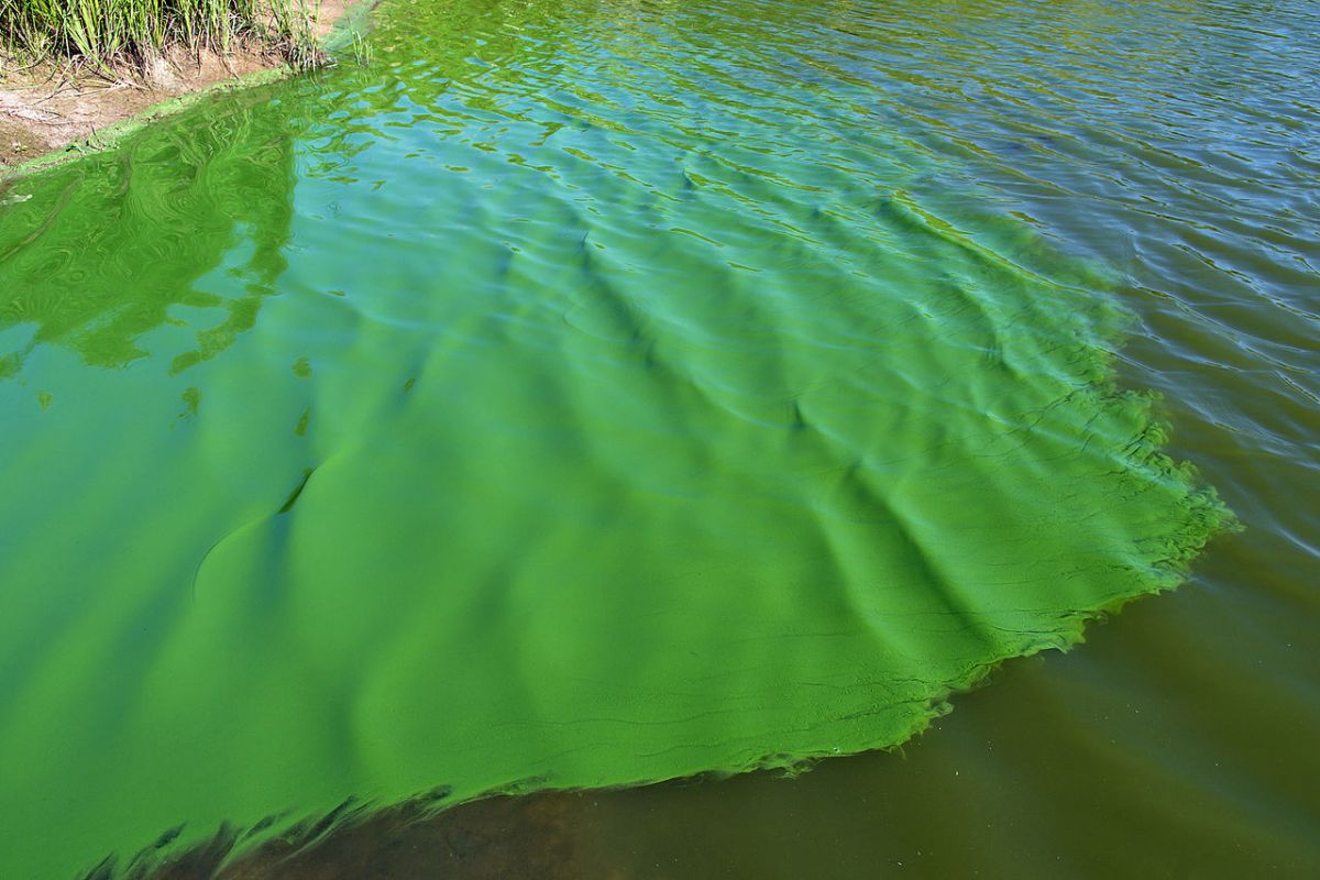 Cyanobakterien können in Süß- oder Salzwasser wachsen. Sogenannte 
