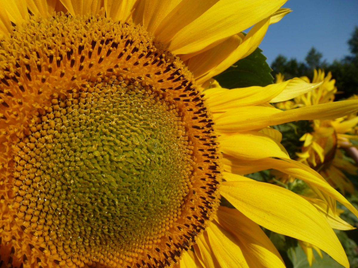 Die Sonnenblume ist ein wichtiger Öllieferant. Sie stammt ursprünglich aus Nordamerika und wurde bereits von den Indianern domestiziert. (Bildquelle: © KWS SAAT SE)