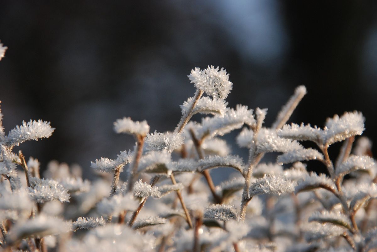 Frost macht Pflanzen schwer zu schaffen. Nun haben Forscher herausgefunden, wie Pflanzen mit Minusgraden umgehen.(Bildquelle: © MrsBrown/ pixabay/ CC0)