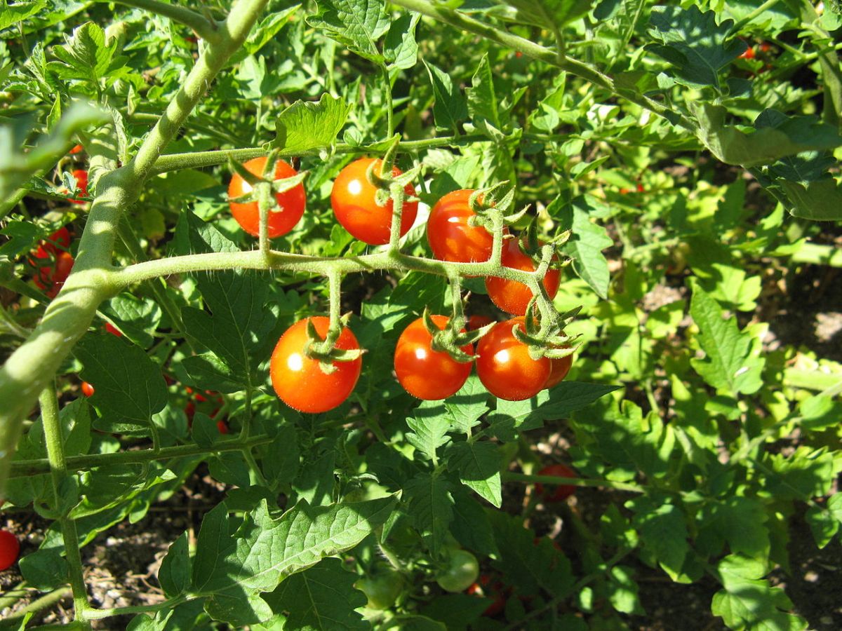 Ursprünglich stammt die Tomate aus Lateinamerika, wo noch immer Wildtomaten (Solanum pimpinellifolium) wachsen. Ihre Früchte sind meist viel kleiner, kleiner sogar als die von Cocktail- und Cherrytomaten.