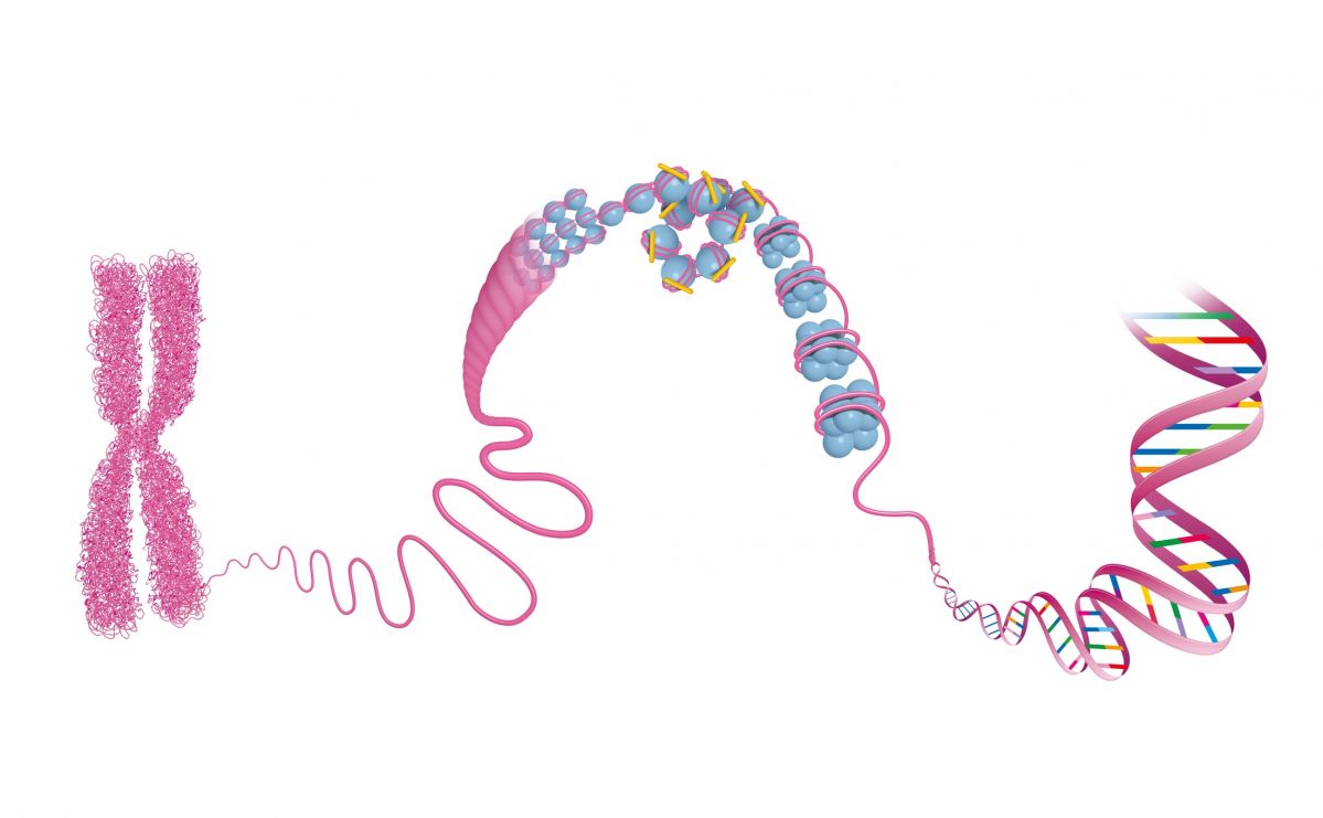 Als Chromatin bezeichnet man einen speziellen Komplex aus DNA und Proteinen, aus dem die Chromosomen bestehen. Je nachdem, wie verdichtet das Chromatin ist, sind die Werkzeuge der Genom-Editierung unterschiedlich effektiv. (Bildquelle: © iStock.com/Aldona