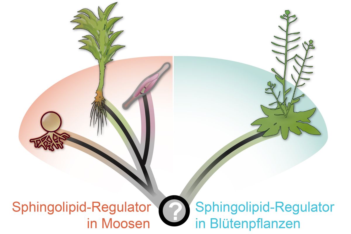 Die Regulation von Sphingolipiden hat sich im Kleinen Blasenmützenmoos und in der Ackerschmalwand evolutionär unabhängig voneinander entwickelt.
