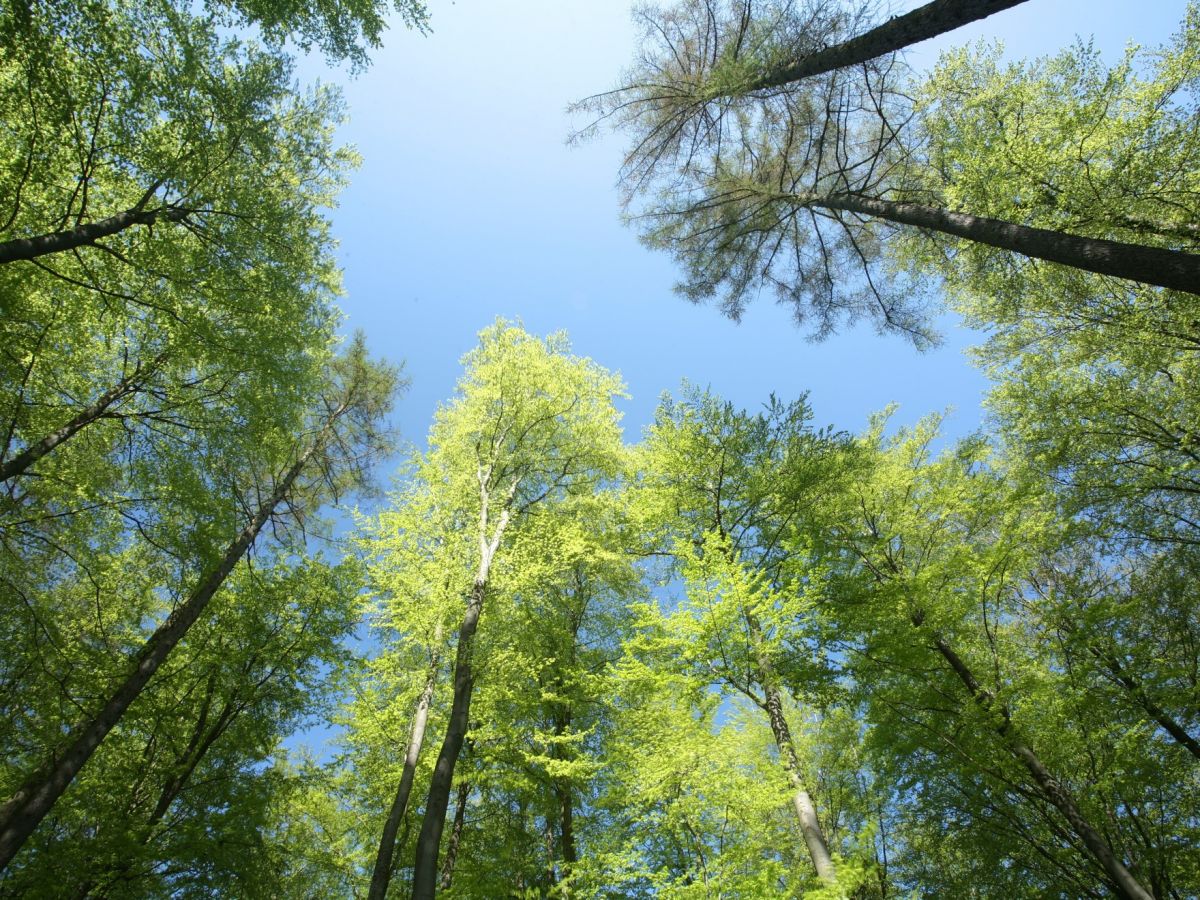 Artenreiche Wälder geben weniger biogene flüchtige organische Verbindungen (BVOCs) in die Atmosphäre ab als Monokulturen.

