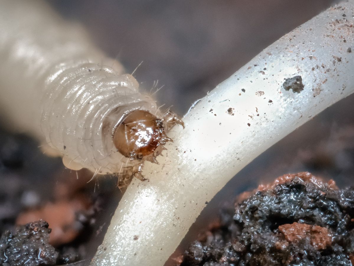 Gefürchteter Agrarschädling: Eine Larve des Westlichen Maiswurzelbohrers (Diabrotica virgifera) speist gerade genüsslich an der Wurzel einer Maispflanze. (Bildquelle: © Cyril Hertz)