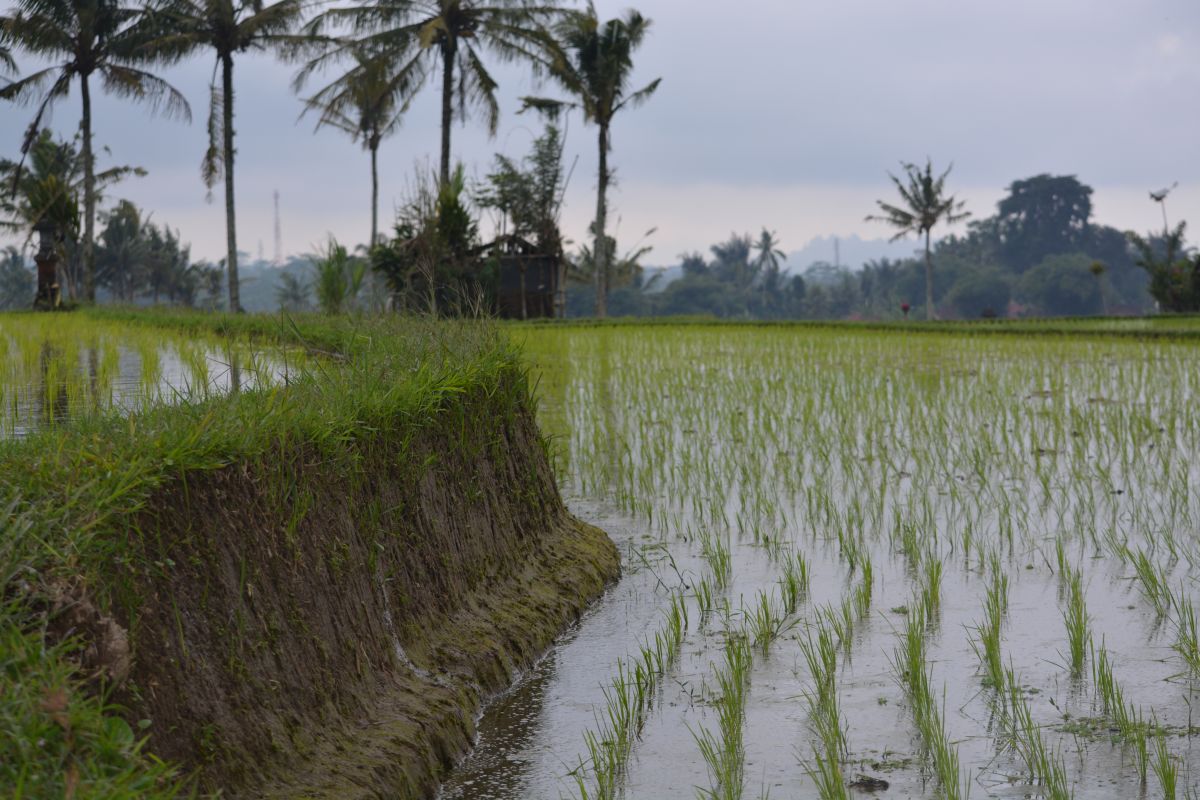 Reiszucht war bisher ein schwieriges Unterfangen, denn qualitativ hochwertige Arten brachten oft deutlich weniger Ertrag als Standardreis. Das könnte das Wissen um das neu entdeckte Gen ändern.