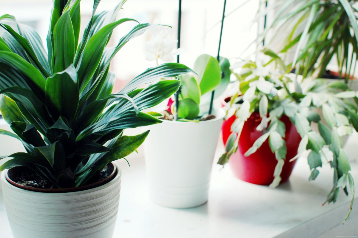 Zimmerpflanzen sind nicht nur ein schönes Beiwerk, die für ein wenig Farbe sorgen. Sie verbessern auch die Luftqualität.