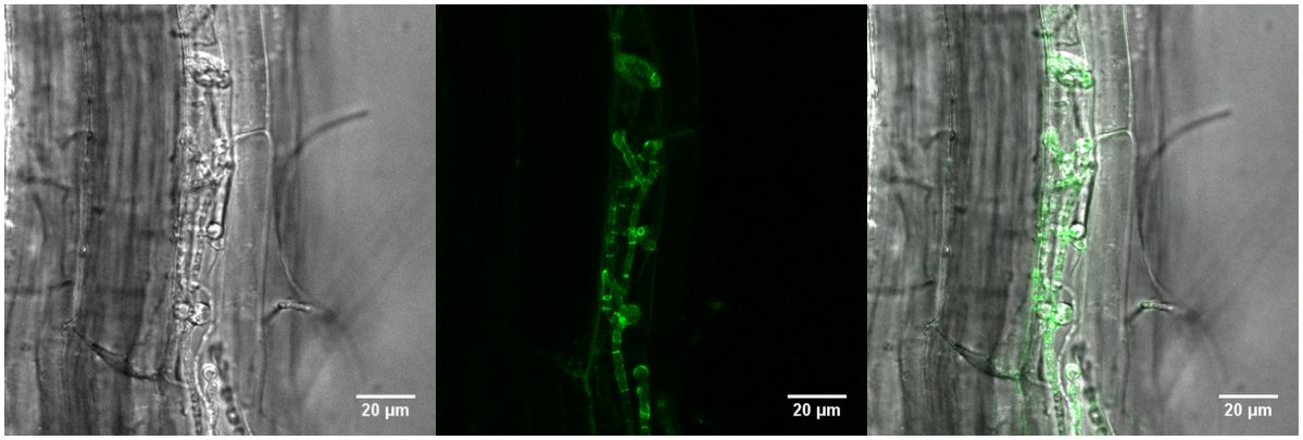 Die Bilder zeigen eine Pflanzenwurzel, die vom Pilz Piriformospora indica besiedelt ist. Die grüne Färbung deckt auf, an welchen Stellen sich das Protein FBG1 befindet.