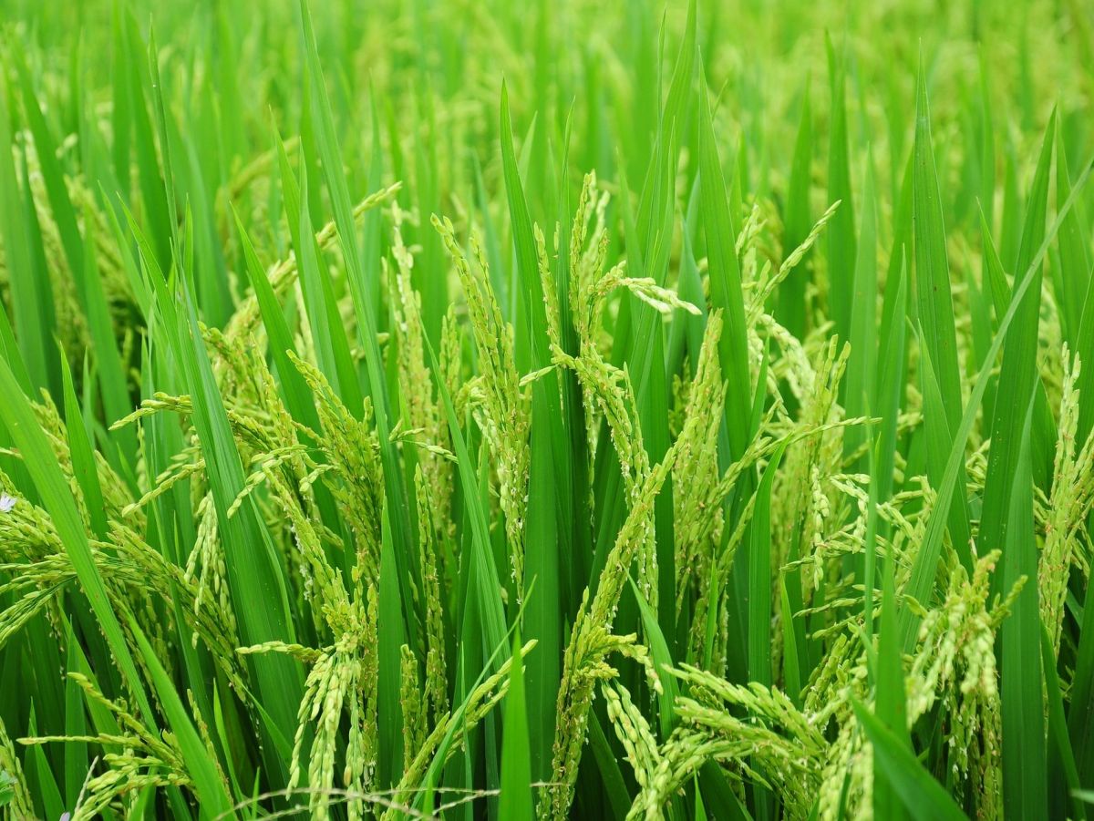 Die meisten Reissorten wurden auf einheitliche Ziele hin gezüchtet, darunter niedriger Wuchs und aufrechte Blätter. Doch auch bei der Photosynthese sollte man zukünftig ansetzen.
