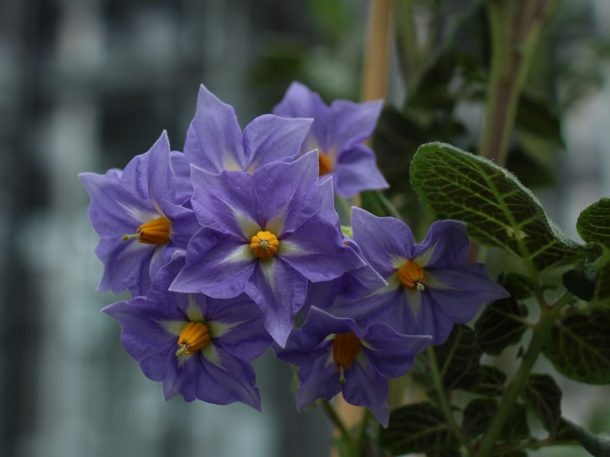 Blüten der Wildkartoffel Solanum tuberosum ssp. andigena.
