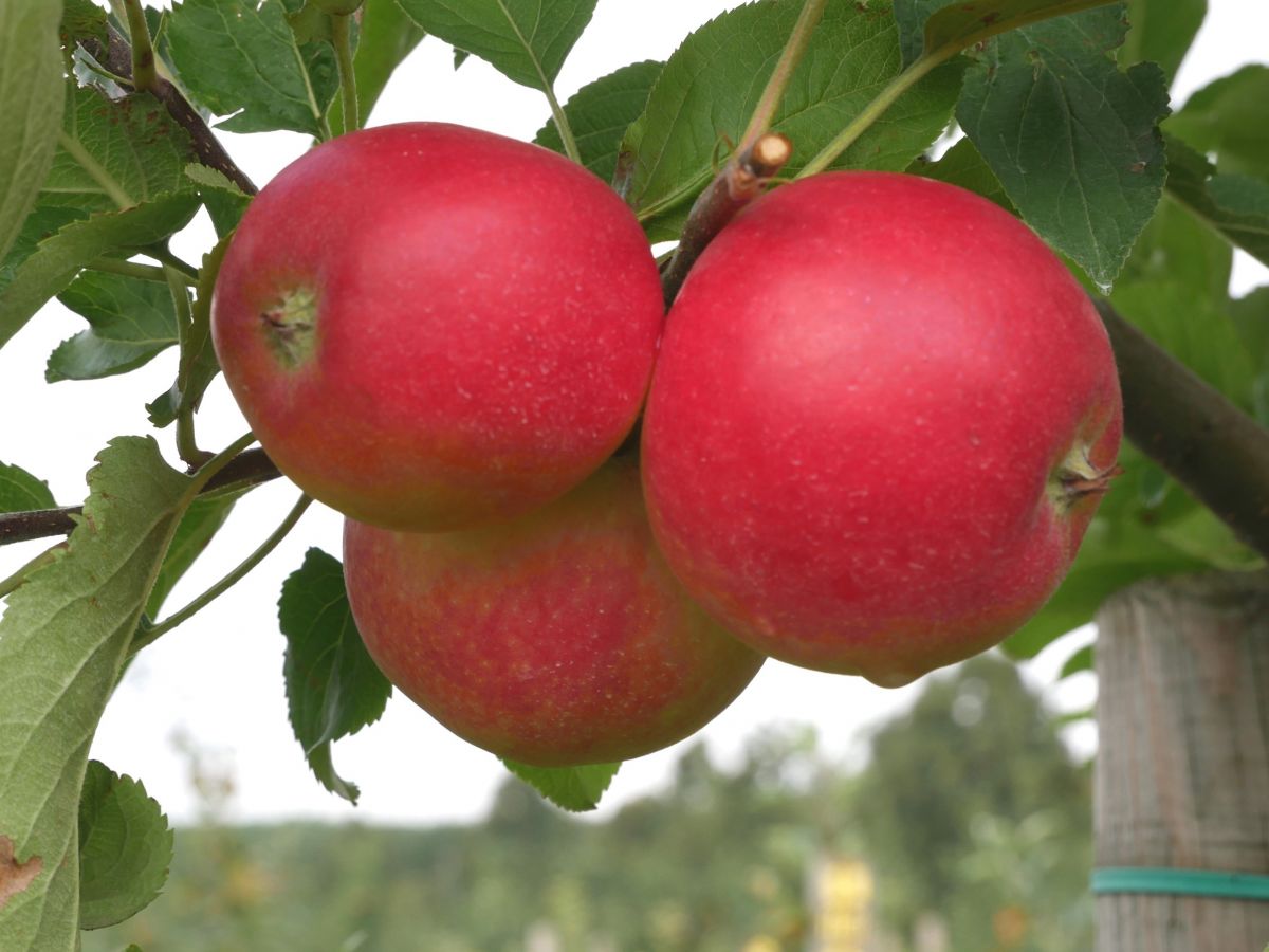 Früchte der allergikerfreundlichen Apfelsorte 'ZIN 168'.
