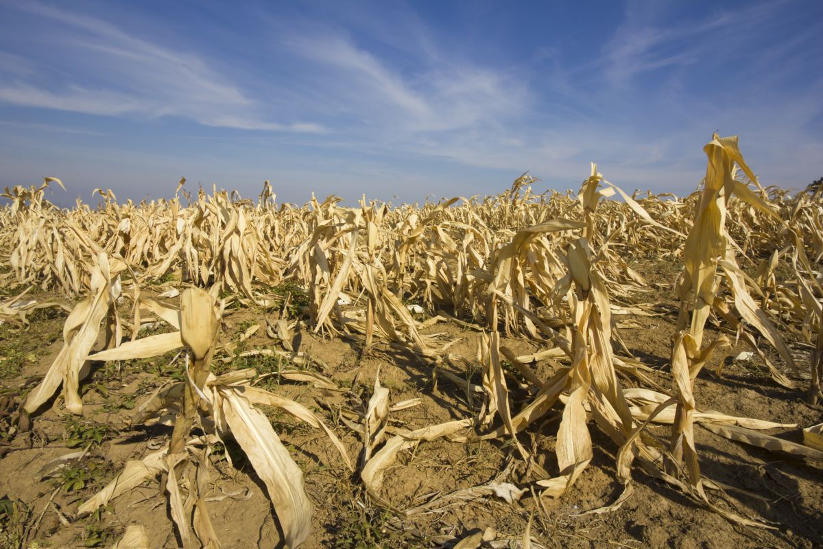 Extreme Trockenheit ist ein Stressfaktor für Pflanzen. Auch unsere Nutzpflanzen leiden unter dem Wassermangel und können verkümmern, wie hier Mais. Ernteausfälle sind schwerwiegende Folgen und können die Versorgung mit Nahrungsmitteln gefährden.  