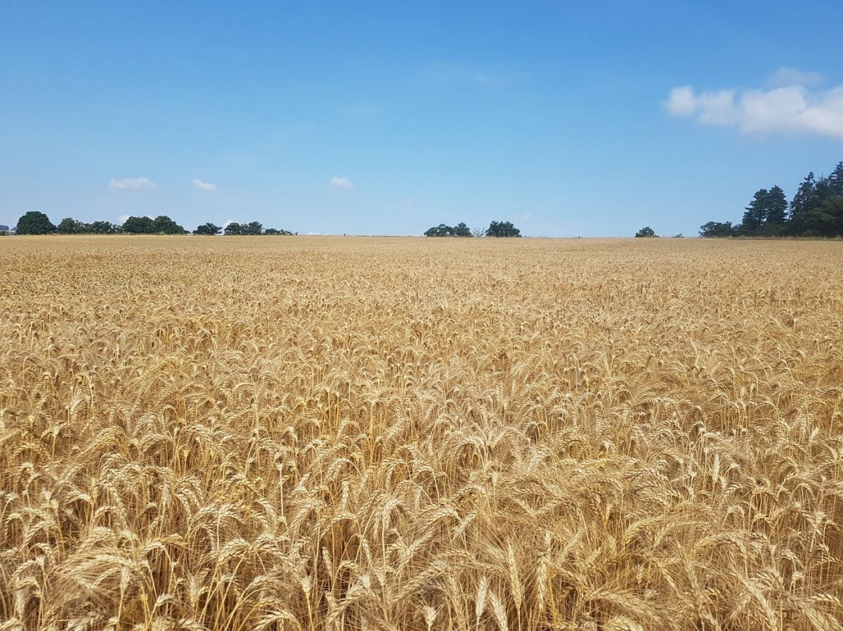Das Weizenfeld auf dem Versuchsgeländer von Agroscope in Posieux.
