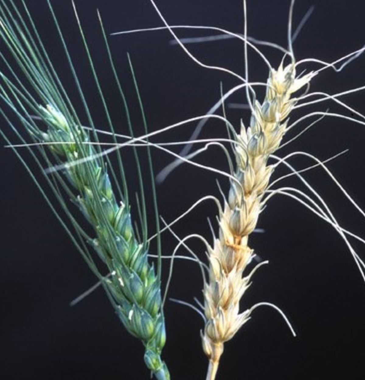 RNAs sollen chemische Pflanzenschutzmittel ersetzen, um Pilzkrankheiten wie Fusariosen nachhaltig zu bekämpfen. Hier im Bild: Eine gesunde Getreide-Ähre (links) im Vergleich mit einer von Fusarium graminearum befallenen Pflanze (rechts). (Bildquelle: © Wikipedia, gemeinfrei)