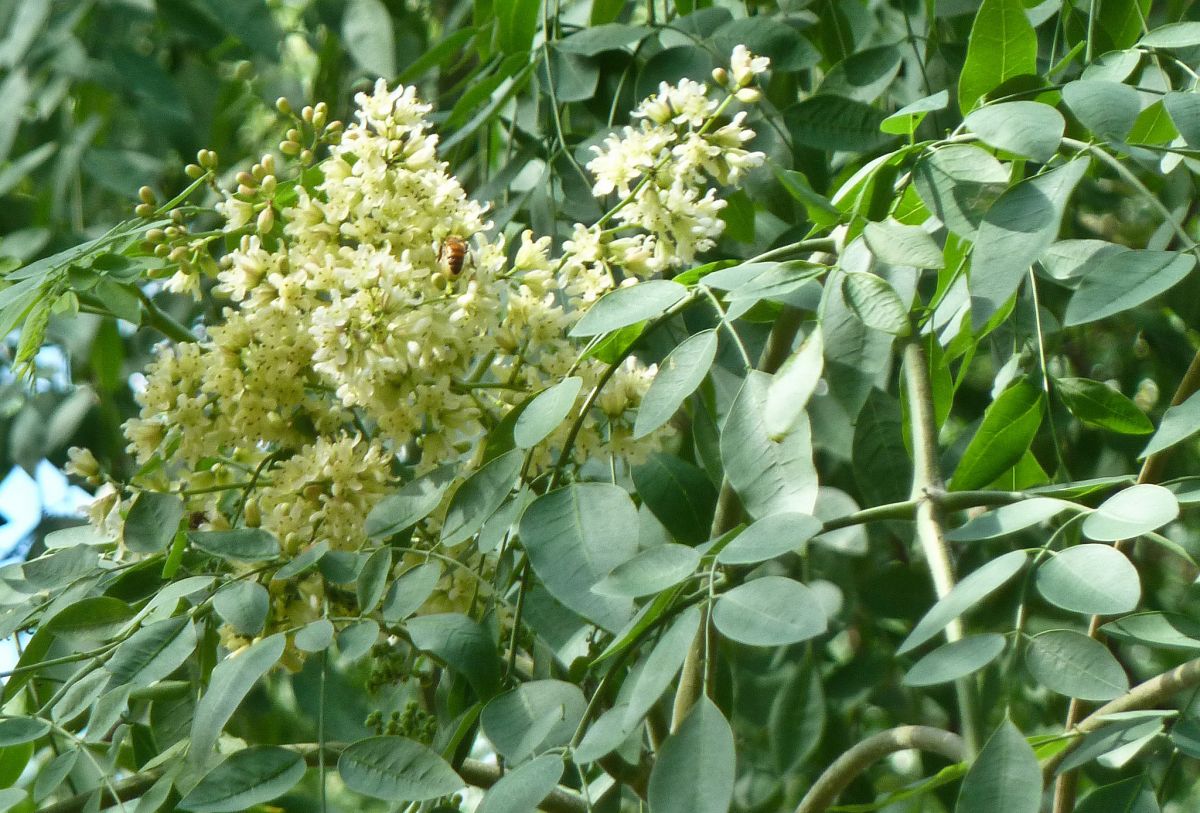 Heilkraft aus den Blättern: In den Blattorganen der afrikanische Pflanze Moringa stenopetala lebt ein Pilz, dessen Wirkstoff Chlorflavonin gegen Tuberkulose helfen kann. (Bildquelle: © Wendy Cutler/flickr/CC BY 2.0)