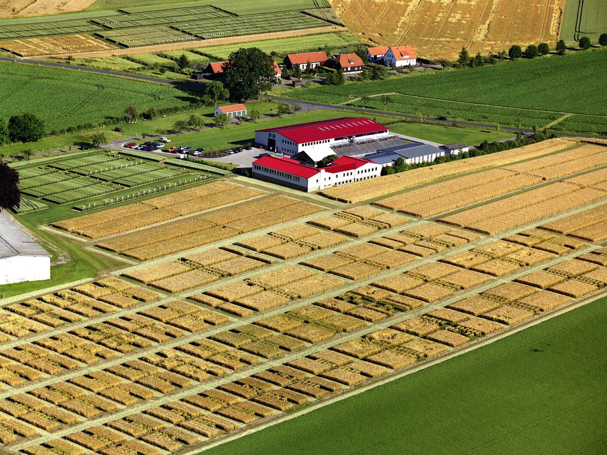 Die unterschiedlichen Gerstenlinien wurden an mehreren Orten und unter verschiedenen Umweltbedingungen im Feld angebaut, wie hier in der Zuchtstation in Wetze.