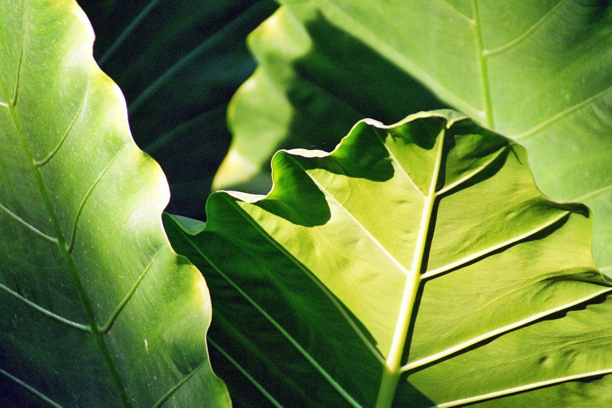 In ihren Blättern erzeugen Pflanzen mittels Photosynthese Zuckermoleküle, die ihrem Stoffwechsel als Kohlenstoffquelle dienen. (Bildquelle: © Erich Röthlisberger/Pixabay/CC0)