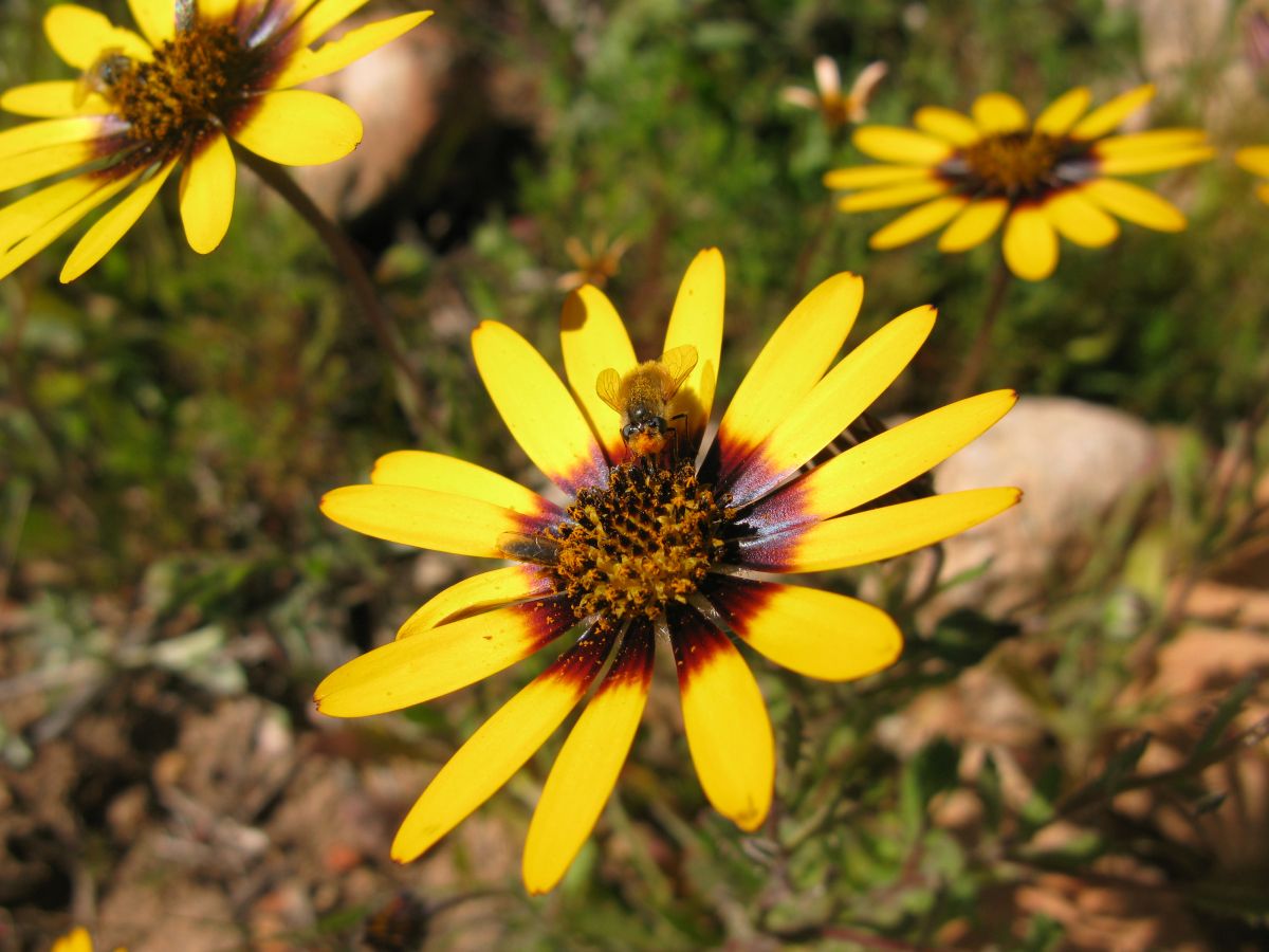 Dimorphotheca sinuata mit Corsomyzafliegen. (Bildquelle: © Allan Ellis, Stellenbosch University)