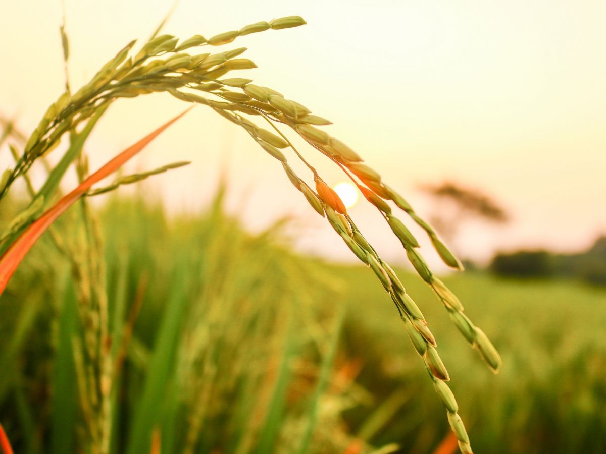 Das Team durchsuchte das Genom von über 30 Pflanzen auf artfremdes Erbgut. Darunter war auch Reis (Oryza sativa).
