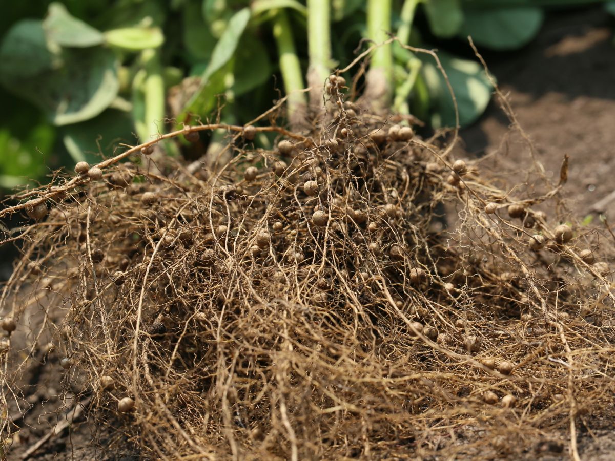 Knöllchen an der Wurzel einer Soja-Pflanze: In diesen Knubbeln sitzen die stickstofffixierenden Knöllchenbakterien (Rhizobien). (Bildquelle: © kelly marken / Fotolia.com)