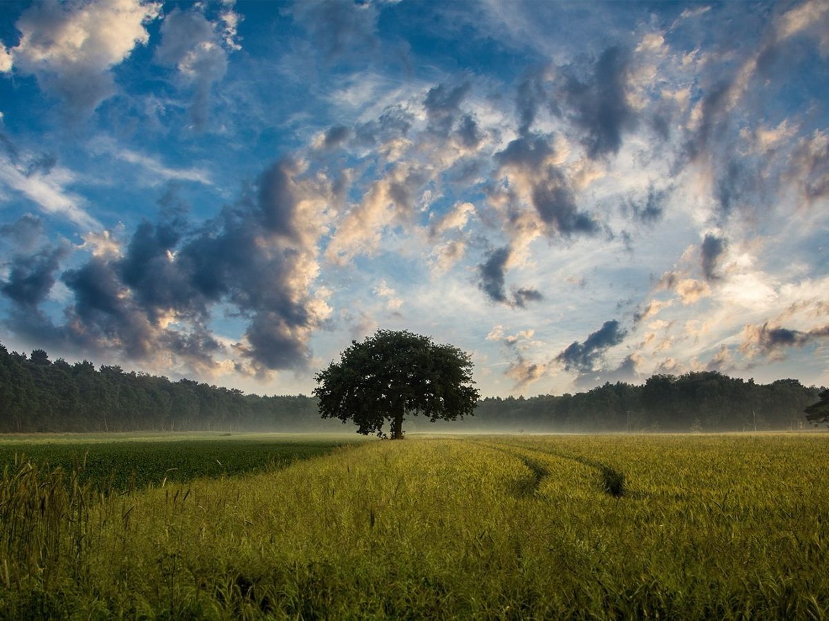 Wolken und der Schatten von Bäumen sorgen auf Feldern für plötzlich wechselnde Lichtintensitäten. Das beeinträchtigt die Photosyntheseleistung. (Bildquelle: © Jürgen / Pixabay)