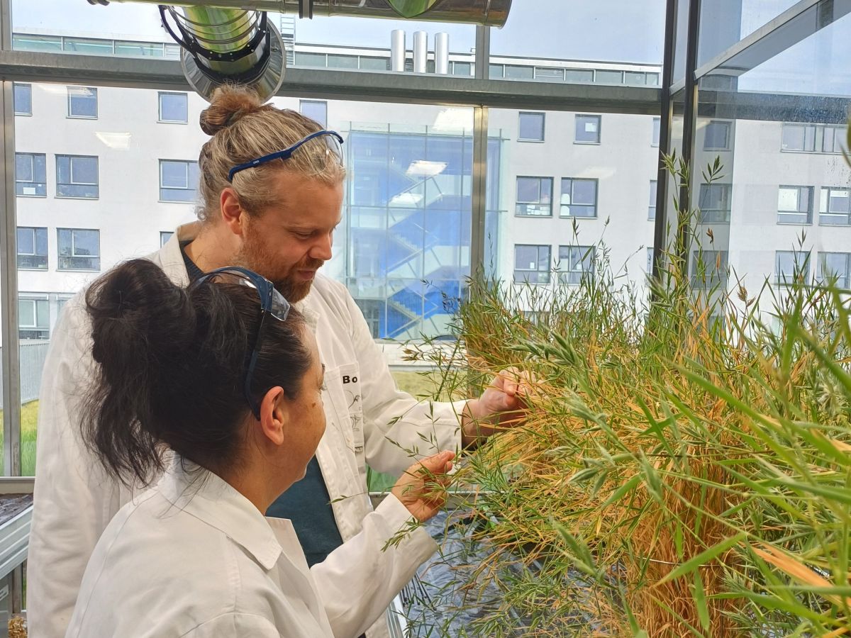 Brachypodium distachyon ist eng mit Weizen verwandt und dient in den Experimenten als Modellpflanze.
