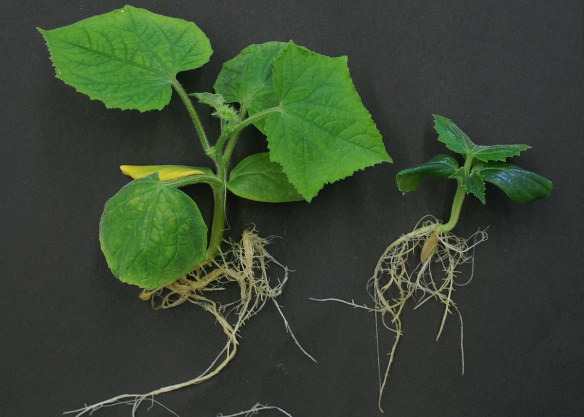 Das Foto zeigt, wie wichtig Brassinosteroide für die Entwicklung von Pflanzen sind: Ein Mangel des Pflanzenhormons (rechts) führt zu Wachstumsstörungen, hier bei Gurkenpflanzen. (Quelle: © Wilfried Rozhon / TUM)