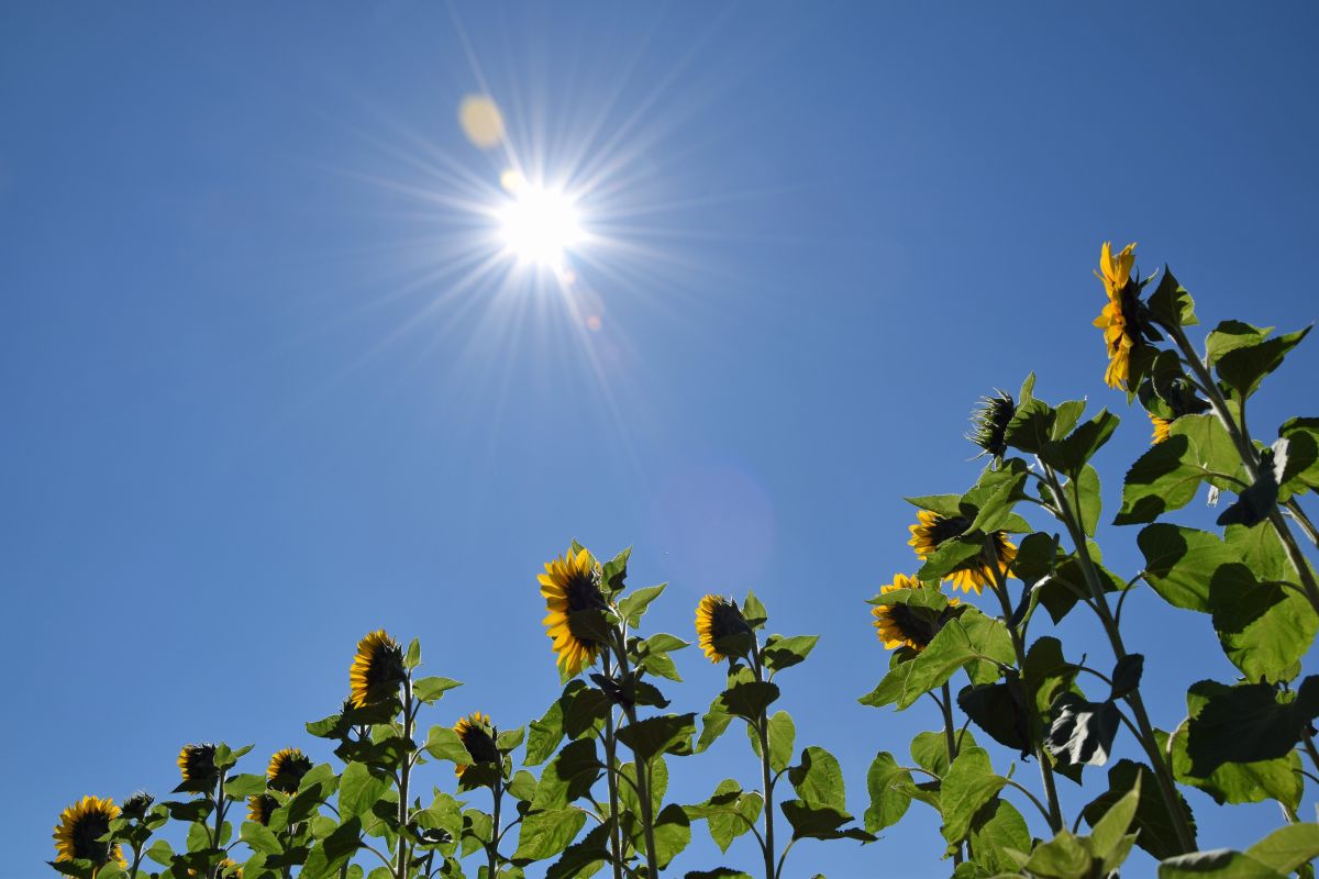 Sonnenblumen verfolgen den Weg der Sonne über den Himmel – allerdings nur als junge Pflanzen.
