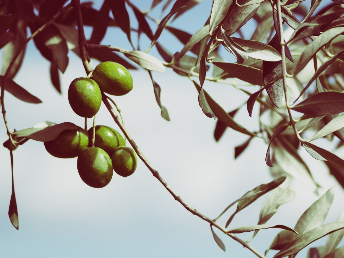 Oliven am Baum. (Bildquelle: © Deana Zelinová / Pixabay)