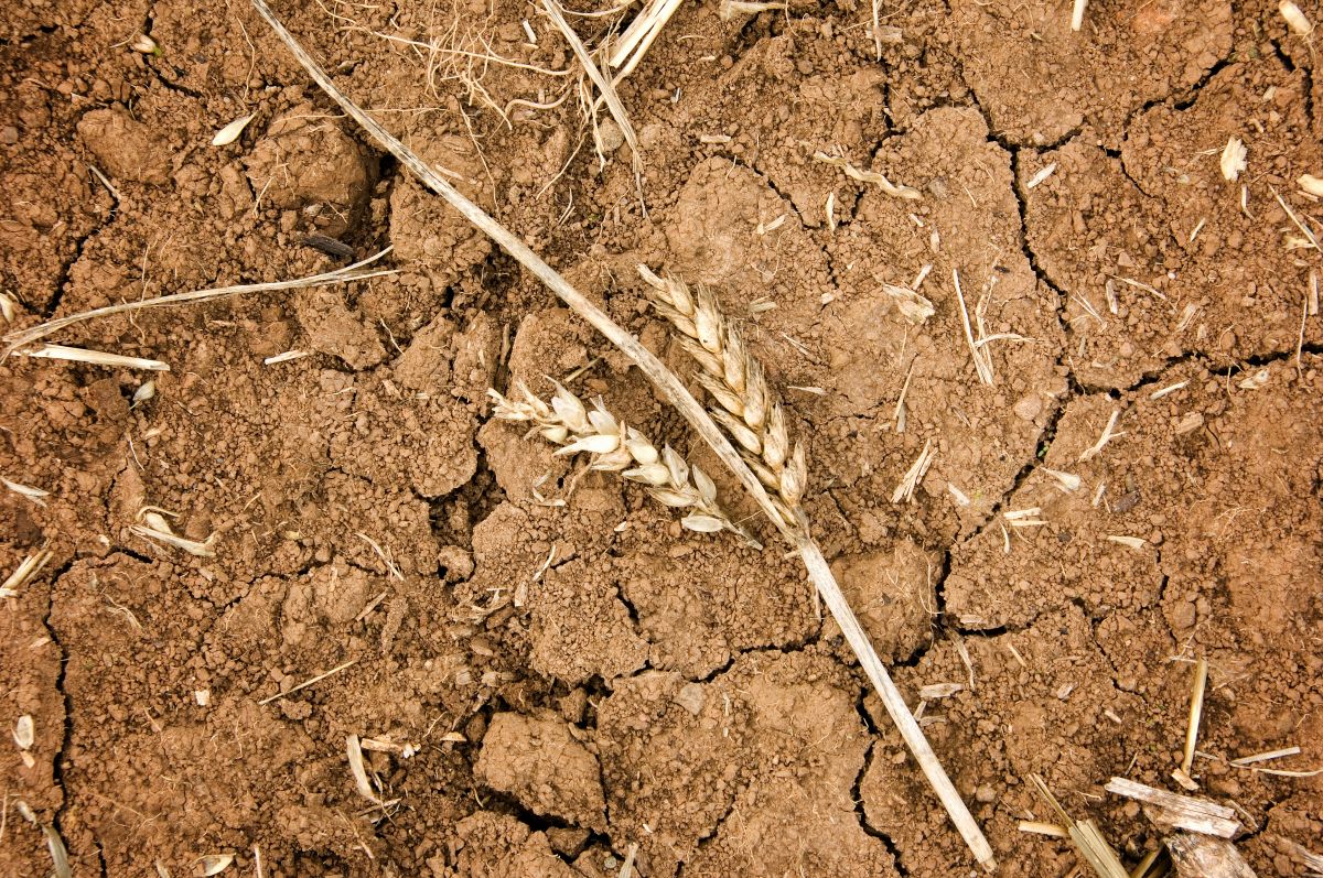 Die Dürreperiode von 2006 bis 2010 war in Syrien die schwerste seit Anfang des 20. Jahrhunderts. (Bildquelle: © iStock.com/audaxl)