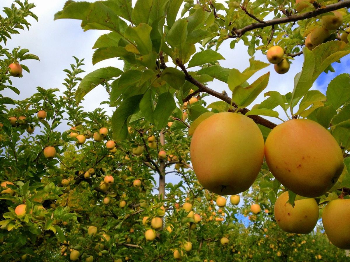 Der Golden Delicious gehört zu den beliebtesten Apfelsorten. Sein Erbgut bildet die Basis des neuen Referenzgenoms. (Bildquelle: © Leslie Seaton/Wikimedia.org/CC BY 2.0)