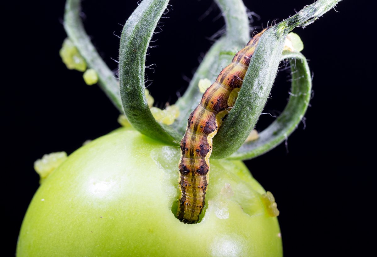Die Raupe der Baumwoll-Kapseleule knabbert an einer unreifen Tomate. (Bildquelle: © iStock.com/ajcespedes)