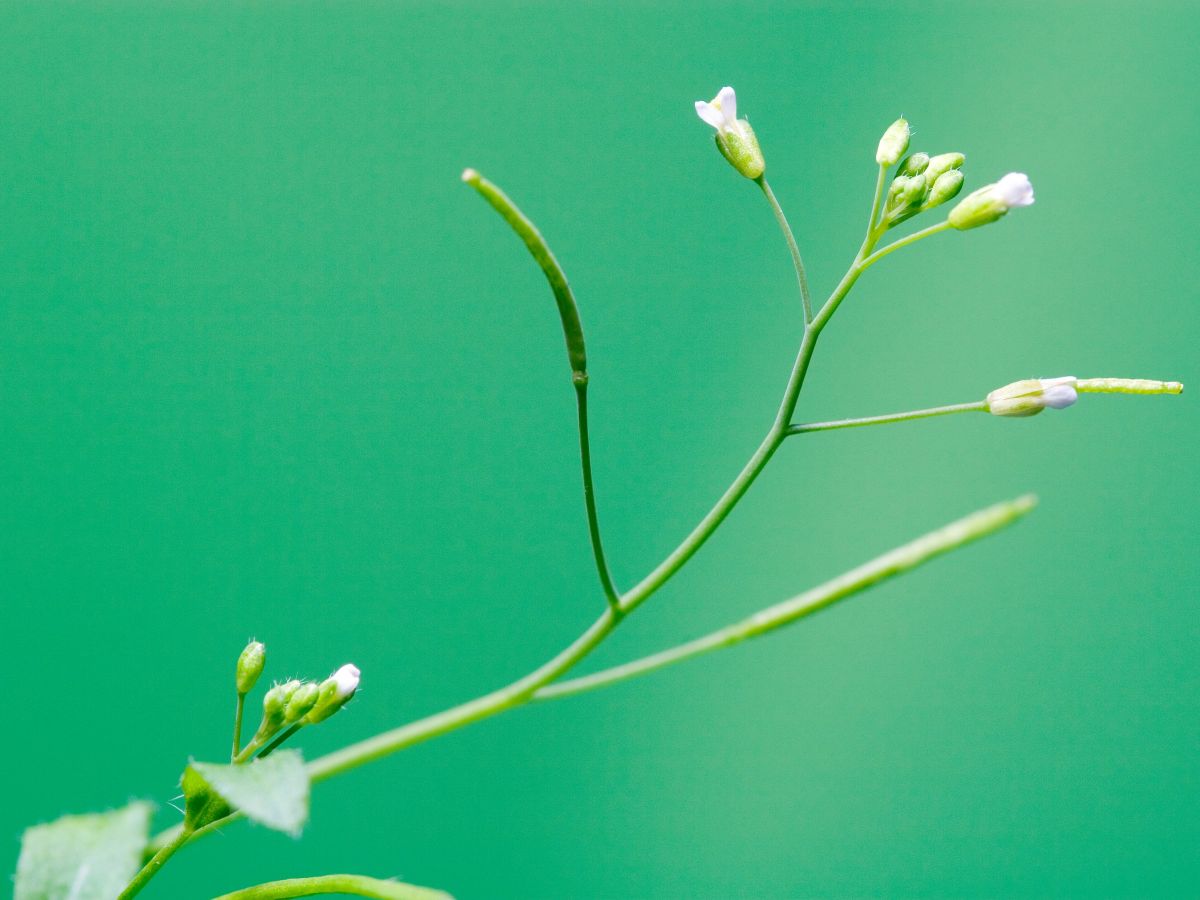 Hier entwickelt sich die Modellpflanze Arabidopsis thaliana normal. In den Experimenten sorgte das Team dafür, dass die Blütenbildung unterbunden wird. (Bildquelle: © iStock.com/dra_schwartz)