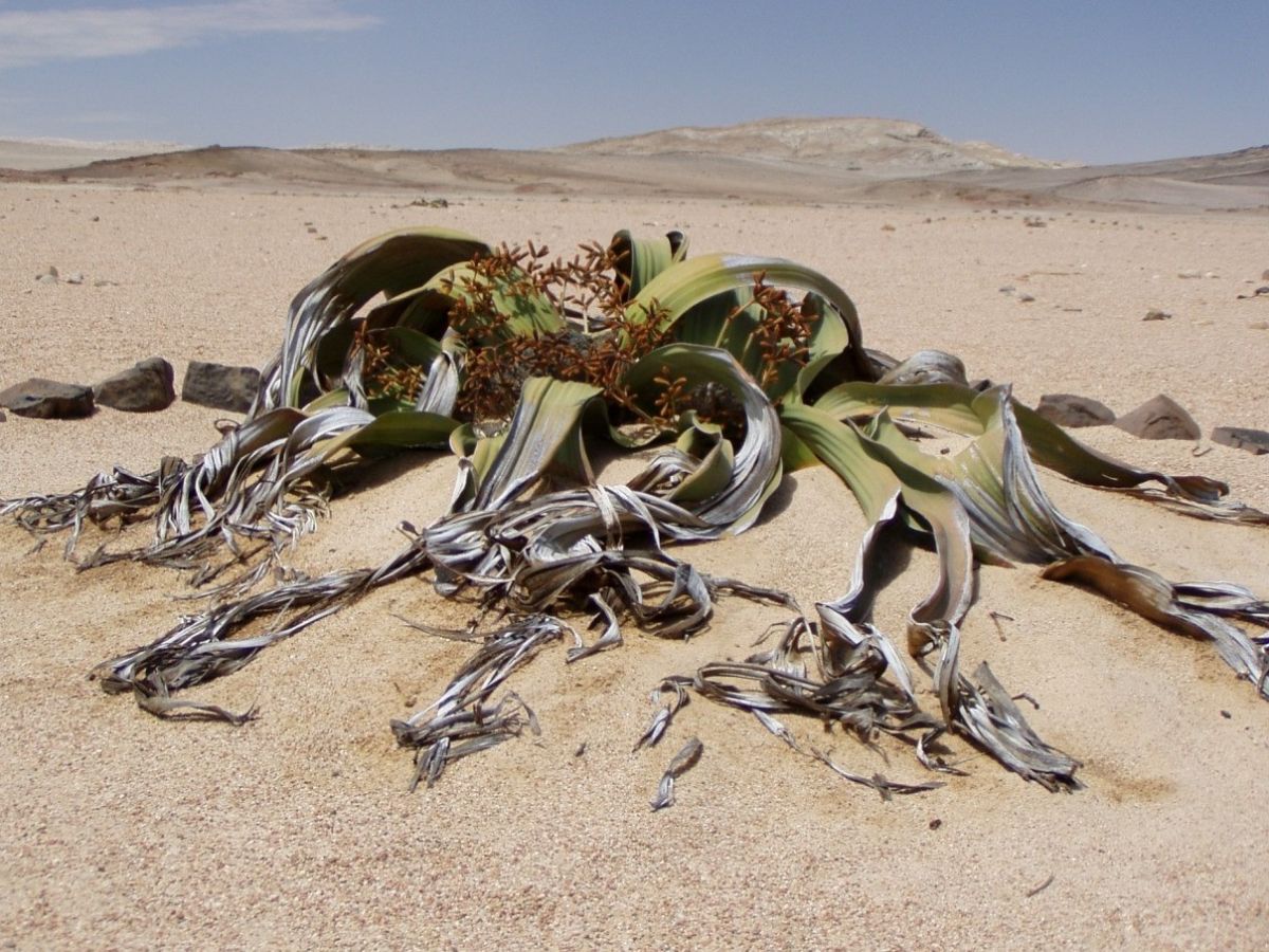 Einen Schönheitspreis wird die Welwitschia mirabilis wohl nie gewinnen. Doch Exemplare der Pflanzen-art können bis zu 1.500 Jahre in der Wüste Namib überleben. (Bildquelle: © Nhelia / Pixabay)