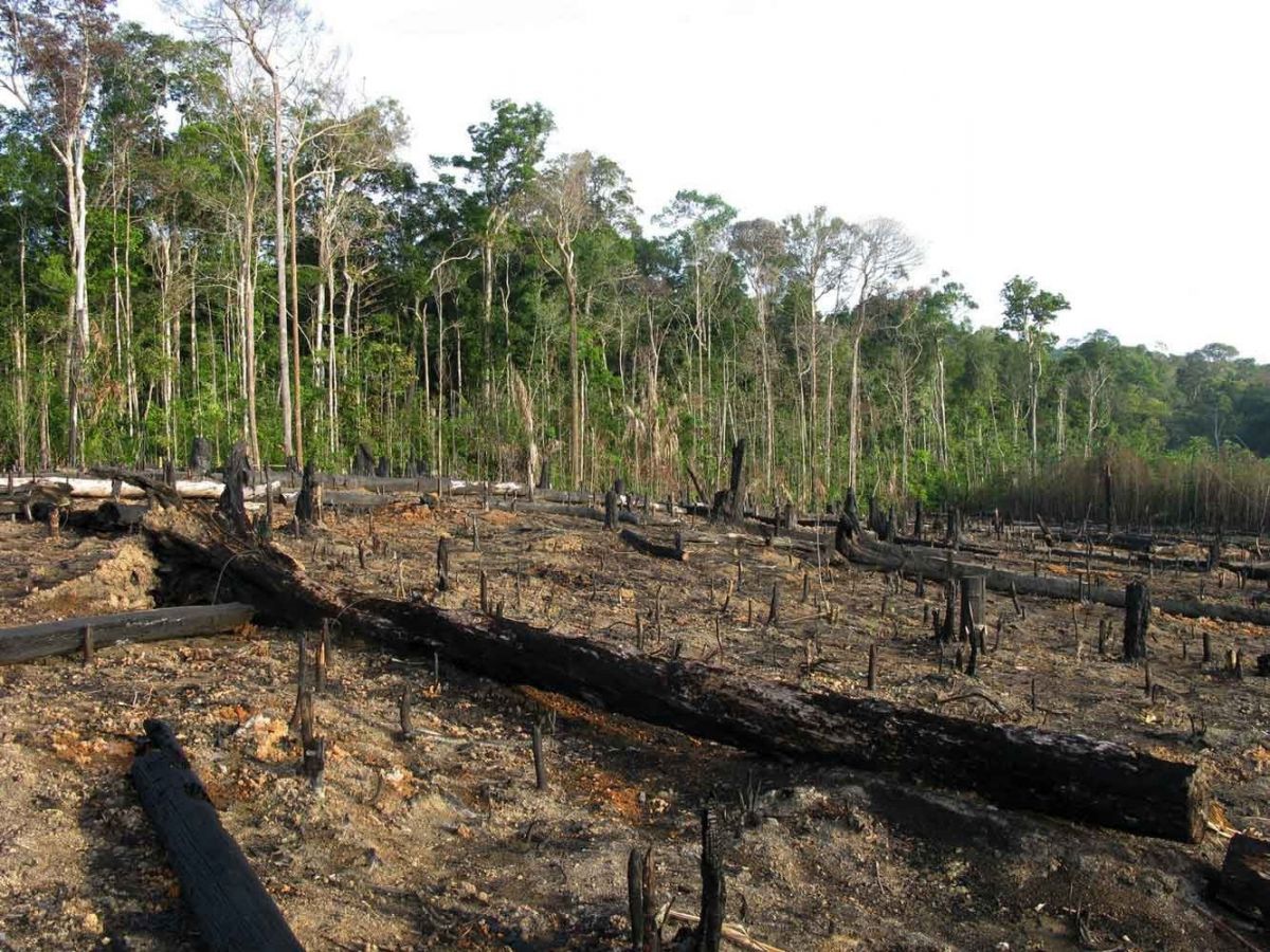 Entwaldung und Umwandlung von Grünland in landwirtschaftliche Flächen sind die Hauptursachen für den weltweiten Verlust der biologischen Vielfalt und für etwa ein Viertel der weltweiten Treibhausgasemissionen verantwortlich. (Bildquelle: © Adobe Stocks)