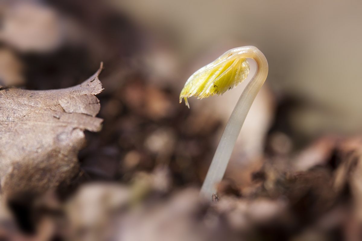 Keimt ein Samen aus, hat der Embryo nur Energiereserven für 48 Stunden. Danach muss er sich über die Photosynthese selbst mit Energie versorgen. (Bildquelle: © Pixabay/CC0)