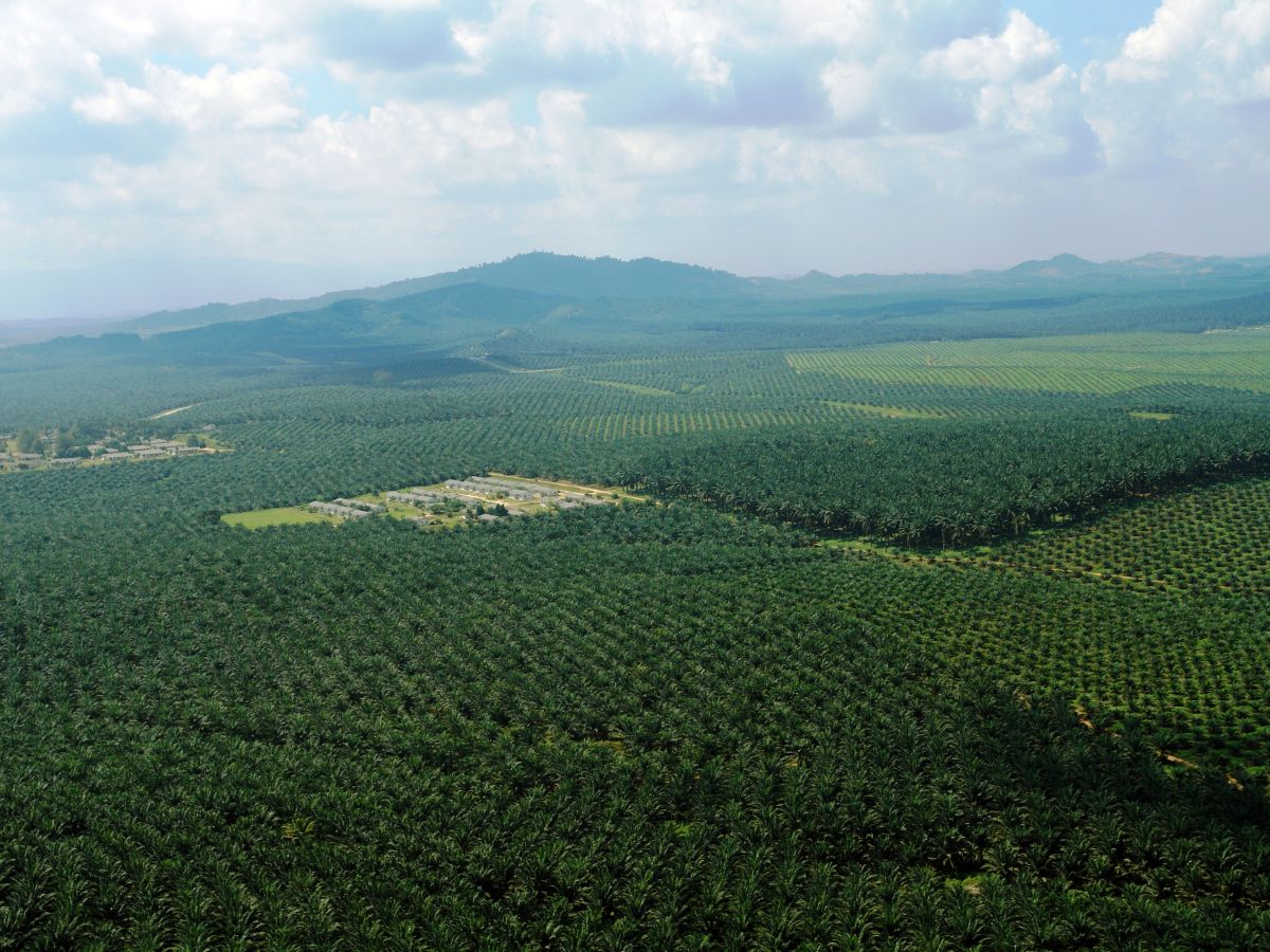 Ölpalmplantagen in Malaysia. Die Plantagen haben in Malaysia und Indonesien schon viel Regenwald verdrängt. (Quelle: © MPOB)