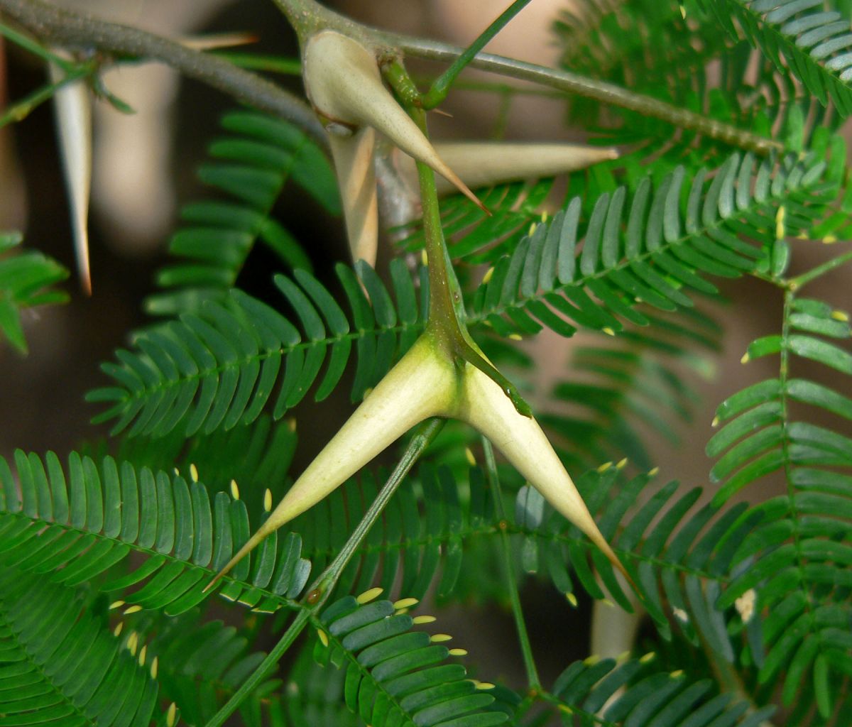 Die in Mittelamerika heimische Akazienart Acacia cornigera dient den Ameisen (Pseudomyrmex ferrugineus) als Wirtspflanze. 