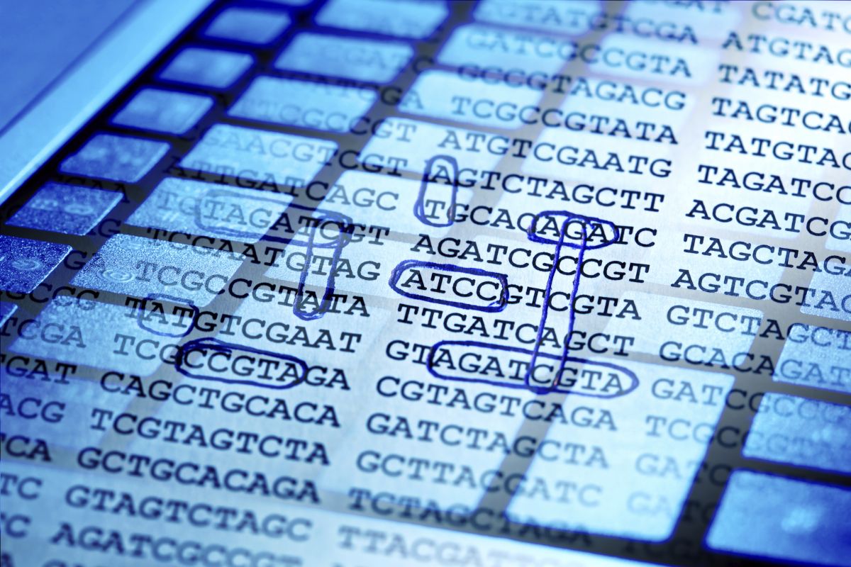 Für die Sequenzierung des Genoms ist die biochemische Erzeugung von DNA-Abschnitten nur der erste Schritt. Spannend wird es besonders bei polyploiden Genomen beim Zusammensetzen der Fragmente durch Algorithmen.
