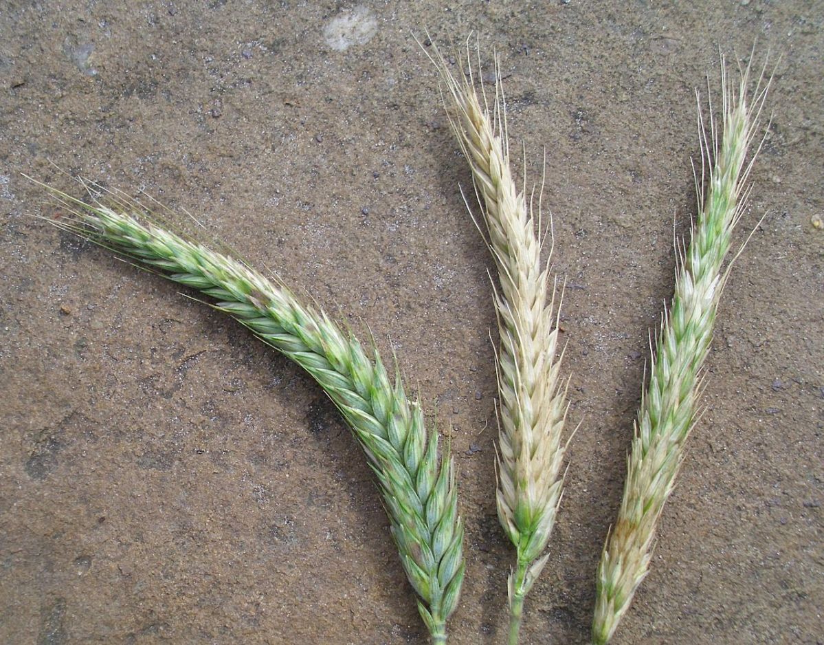 Triticale ist ein relativ junges Getreide, das aus einer Kreuzung aus Weizen und Roggen entstand und optisch und geschmacklich zwischen beiden liegt.