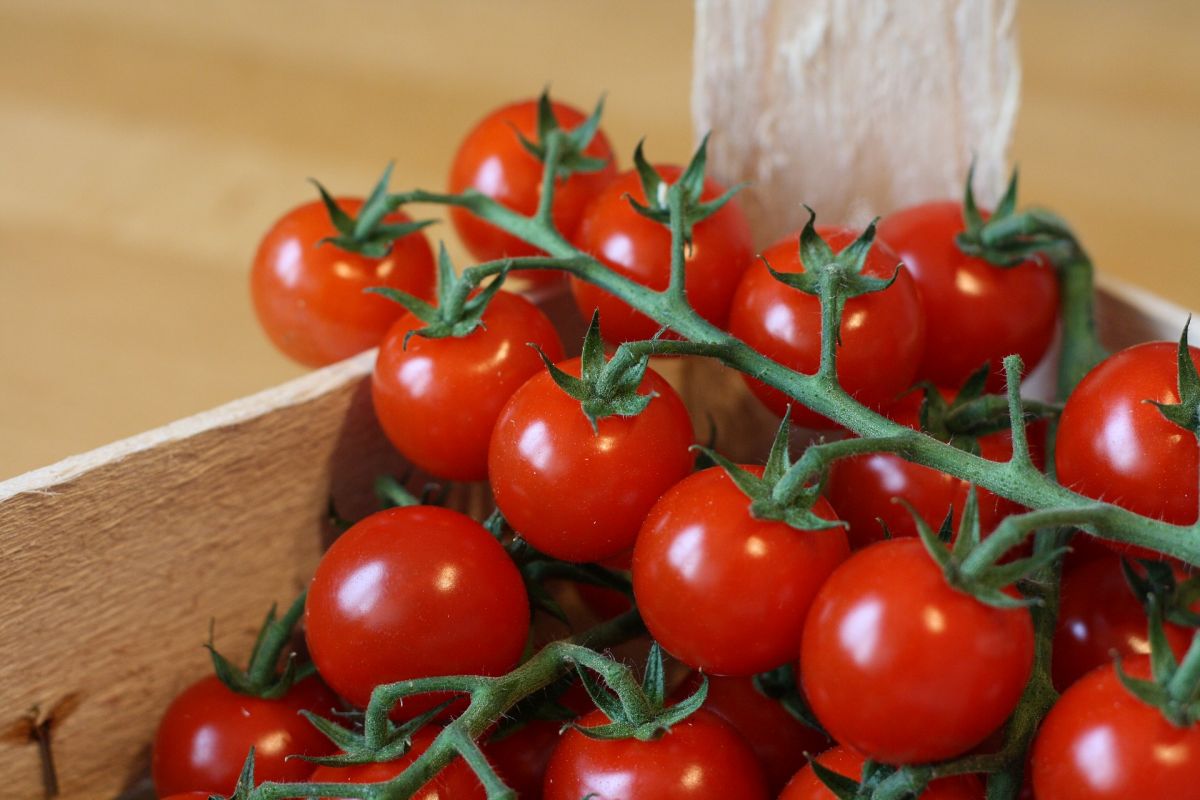 Kleine Tomaten erfreuen sich wachsender Beliebtheit unter Verbrauchern. Eine wichtige Rolle dürfte der intensivere und aromatischere Geschmack sein, der sie von den großen unterscheidet. (Bildquelle: © Pexels/ Pixabay.com/ CC0)