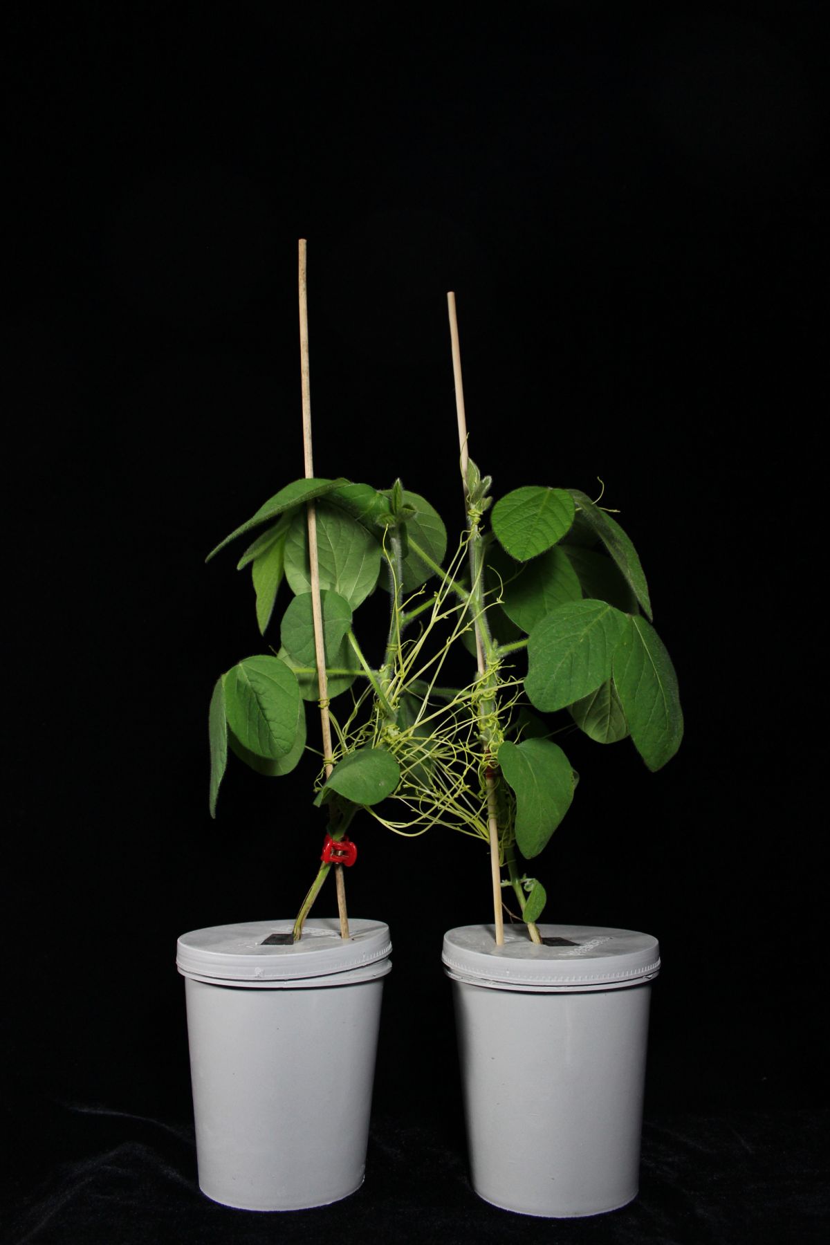 Der Parasit Cuscuta australis verbindet hier zwei Sojapflanzen miteinander.
